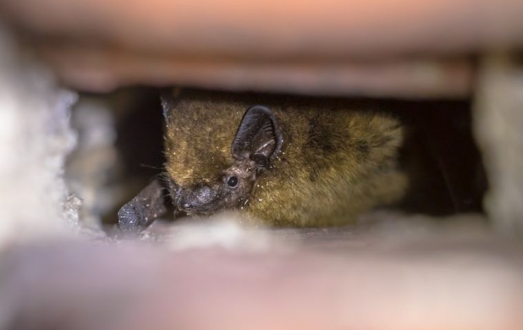 How Do You Get Rid Of Unwanted Bats Around Omaha Properties? 