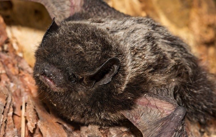 Fun Bat Facts: The Silver-Haired Bat | CP Bat Mitigation