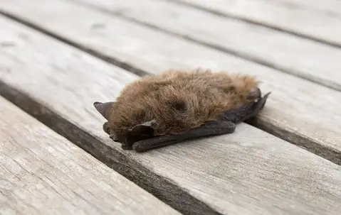 Bat on Deck