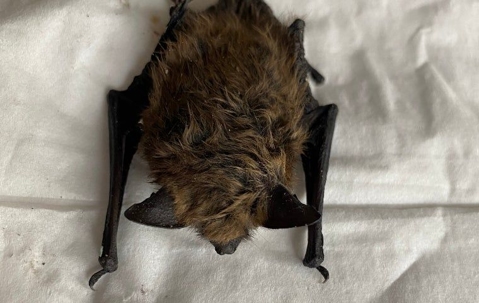 Understanding Bat Behavior In Omaha - Sioux Falls Bat Control | CP Bat