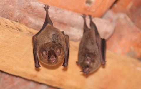 Bats Roosting