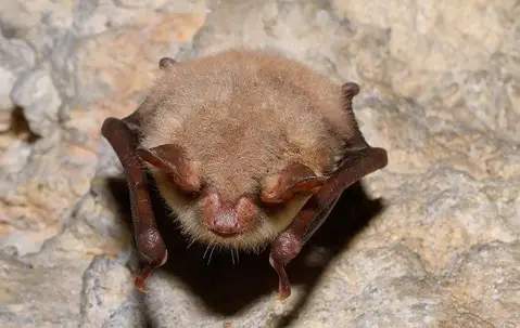 Bat
