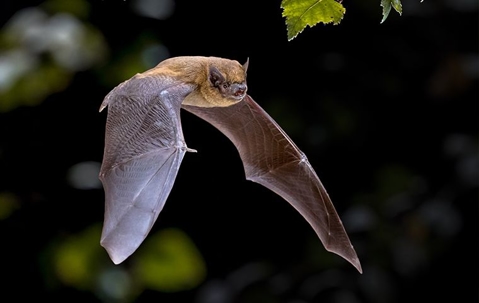 Common Signs Of A Bat Infestation In Your Omaha Home - Sioux Falls Bat ...
